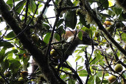 Coati hoog in de boom op jacht naar fruit